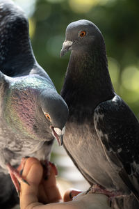 Close up of pigeons