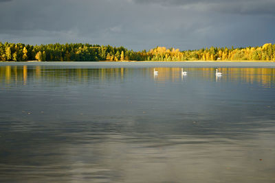 Swans fishing with their heads in the water on lake in autumn.