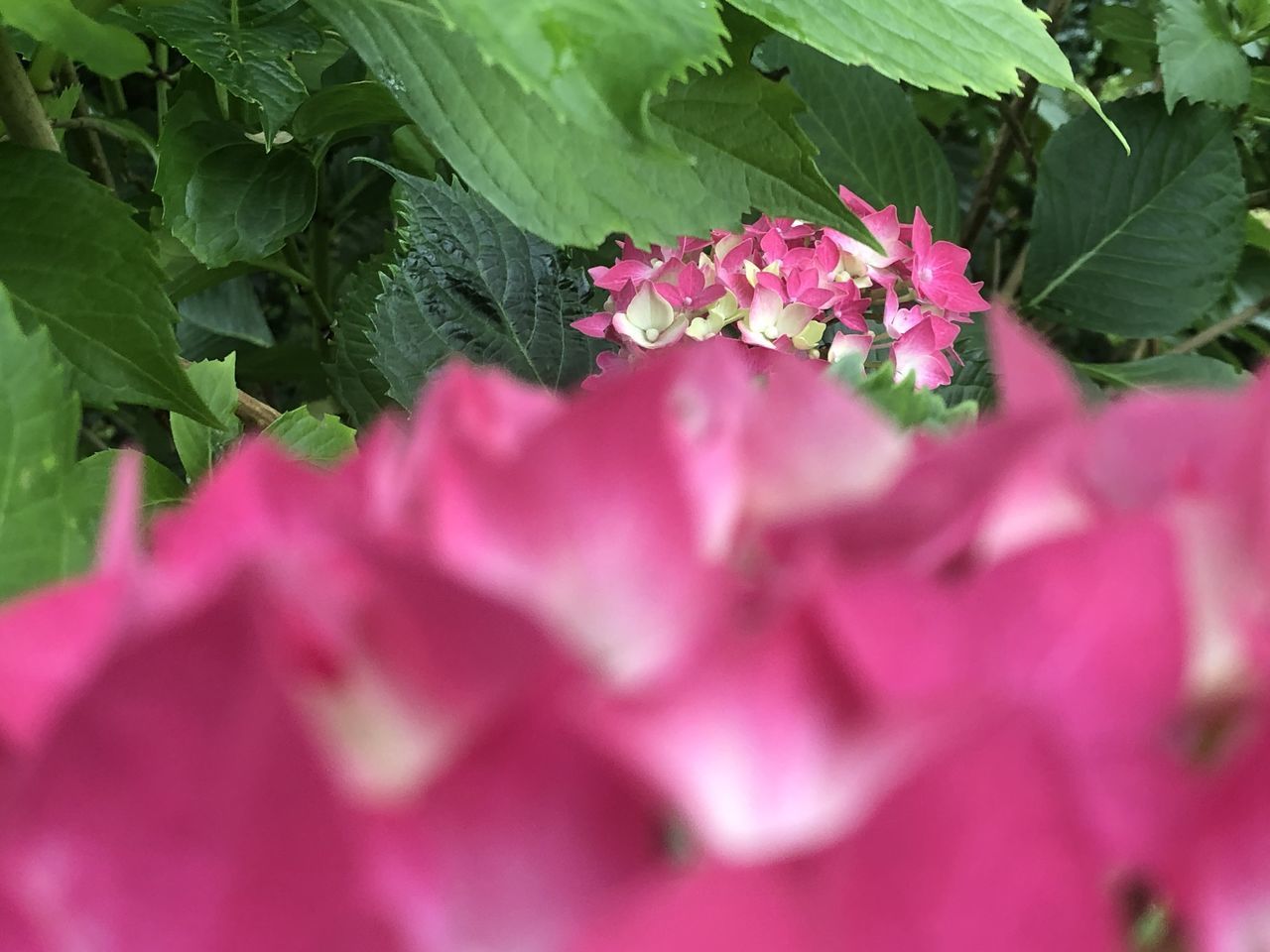 CLOSE-UP OF PINK ROSE FLOWER