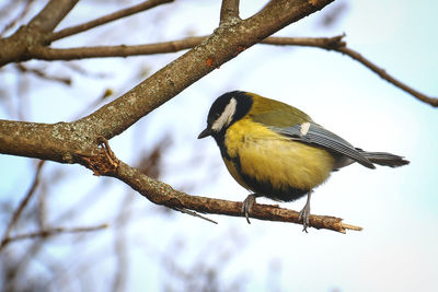 Close-up of bird perching on tree