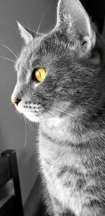 Close-up portrait of cat