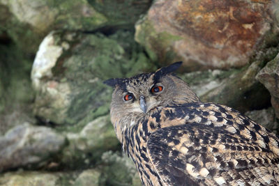 Close-up portrait of owl perching on rock