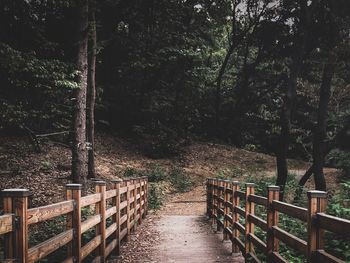 Empty footpath amidst trees in forest