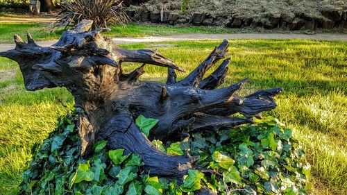 Driftwood on tree trunk in field