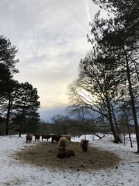 Highlander cows eating in the snow covered forrest. 