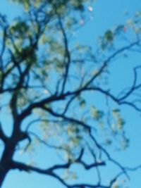 Low angle view of tree against blue sky