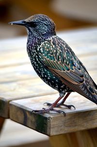 Close-up of bird perching on wood