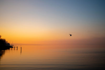 Bird flying over sea against sky