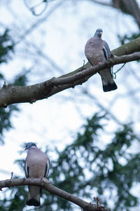 Low angle view of bird perching on branch