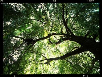 Low angle view of trees