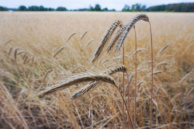 Close-up of stalks in field