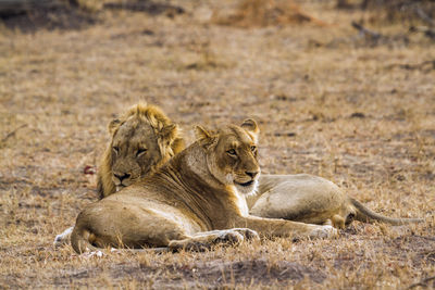 Lion relaxing in a field