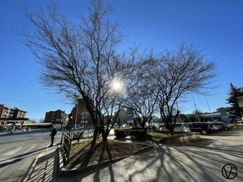 Bare trees by street in city against clear blue sky