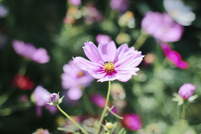 Insect on pink flower