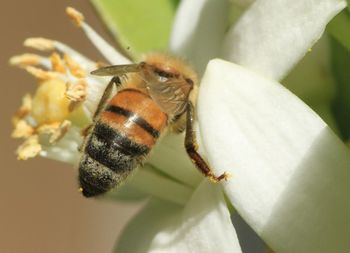 Close-up of bee pollinating flower