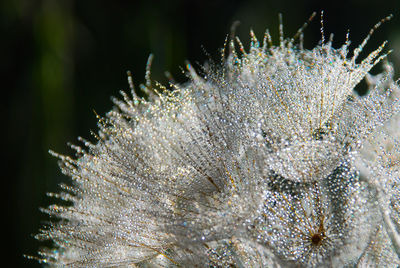 Close-up of frozen plant