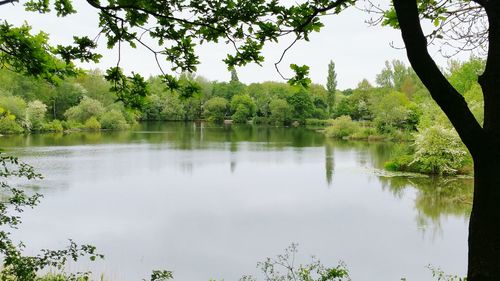 Reflection of trees in lake