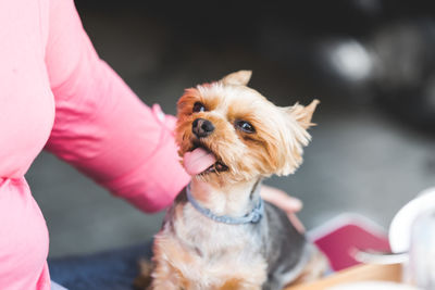 Portrait of dog