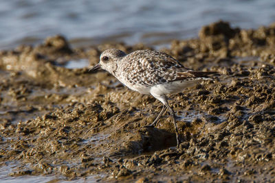 Close-up of bird perching on wet rock at beach