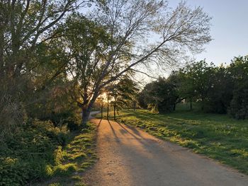 Road amidst trees against sky