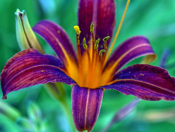 Blooms red-purple lily in the garden on a blurred natural background, macro, narrow focus zone