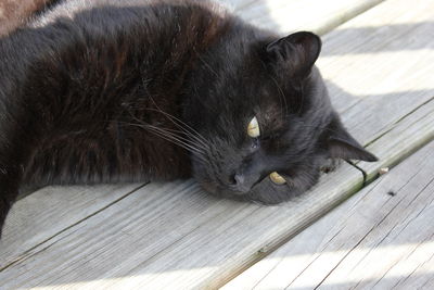 High angle view of cat