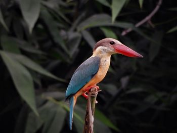 Stork-biiled kingfisher 