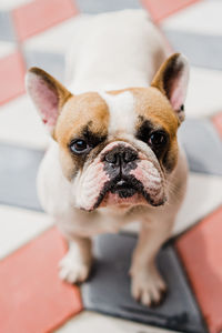 Portrait of dog at home