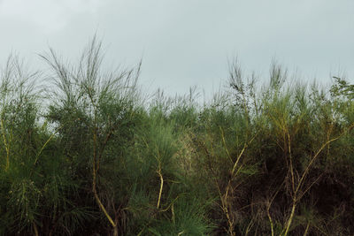 Plants against sky