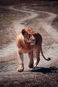 Full length of a lion 