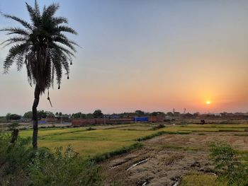 Scenic view of agricultural field against sky at sunset