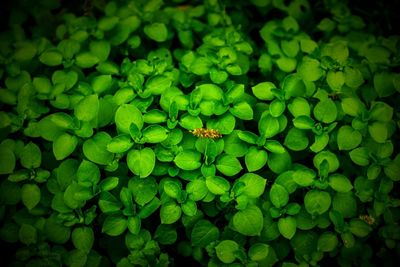 Full frame shot of leaves