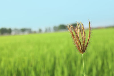Close-up of stalks in field against clear sky