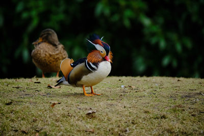 Ducks on a field