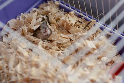Close-up of rodent in cage