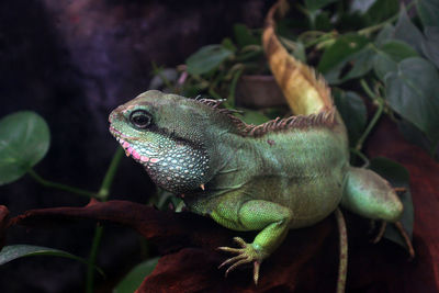 Close-up of lizard