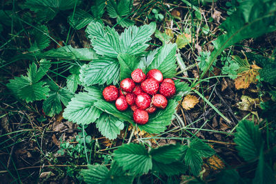 High angle view of cherries growing on field