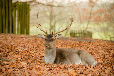 Portrait of deer relaxing on autumn leaves in forest