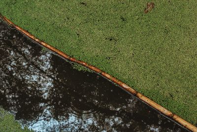 High angle view of leaf floating on water