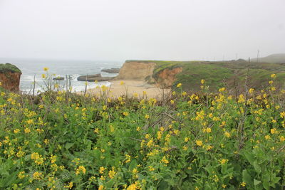 Plants growing by sea against clear sky