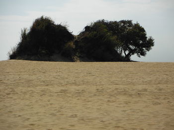 Trees on sand against sky