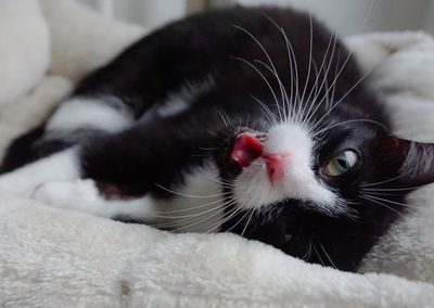 Close-up portrait of cat