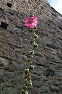 Low angle view of pink flowering plant against wall