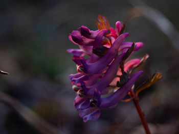 Close-up of pink rose flower