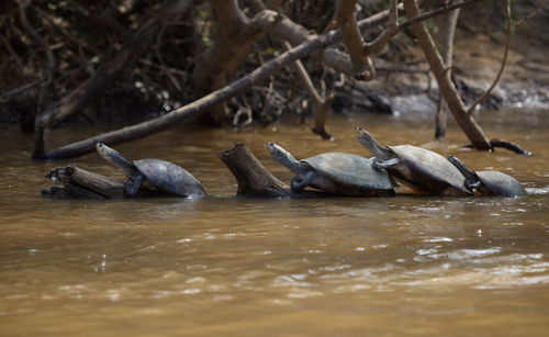 Group of yellow-spotted river turtles podocnemis unifilis floating log pampas del yacuma, bolivia.