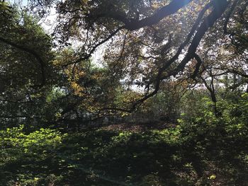 Low angle view of trees in forest