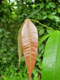 Close-up of leaves on plant