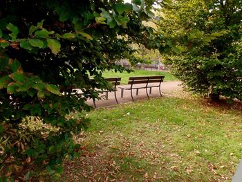 Plants and trees in park