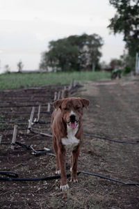 Portrait of dog on field