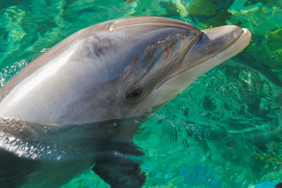 Close-up of fish swimming in sea